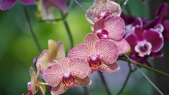 Scopri come le orchidee fioriscono rigogliose con poche mosse mirate