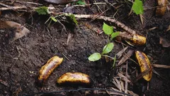 Trasforma la buccia di banana in un fertilizzante potente per piante forti e fiori splendidi