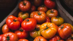 La guida definitiva per non perdere mai il profumo dei pomodori freschi