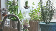 Chi ama la casa respira meglio con questi gesti naturali che rivoluzionano l’aria