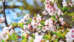 La fertirrigazione porta risultati sorprendenti anche nei piccoli giardini