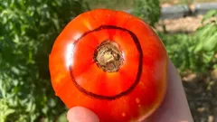 Pomodoro maturo con cerchi neri sulla buccia in mano davanti a piante verdi