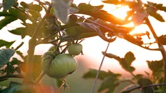 Scopri come ottenere pomodori rossi e saporiti con i trucchi degli esperti