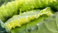 Ortolani italiani difendono la lattuga croccante dal caldo estivo con trucchi sostenibili