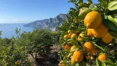 Agrumeto con arance mature vicino alla costa e montagne sullo sfondo