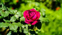 Chi coltiva rose elimina le macchie nere con il segreto dei 5 minuti naturali