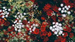 Prenditi cura dei fiori appassiti e il tuo giardino splenderà a lungo