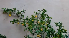 Citronella e lavanda trasformano la terrazza in un’oasi senza zanzare