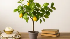 Pianta di limone in vaso su tavolo con libri e ciotola decorativa