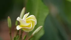 Rinnova il tuo giardino con oleandri forti grazie al segreto delle talee