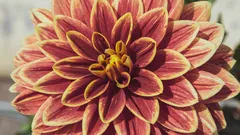 Il segreto dei vivaisti per dalia in fiore già a luglio