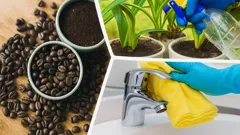 Fondi di caffè segreti per piante forti e ortensie da sogno in casa