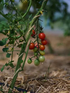 Pomodori maturi e acerbi appesi a un ramo verde