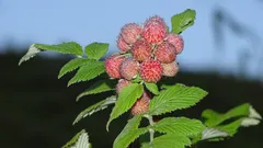 Scopro come la potatura di luglio trasforma il raccolto dei lamponi in autunno