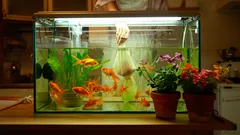 Il trucco dell’acquario ridarà vita anche alle piante più delicate e le farà fiorire più intensamente