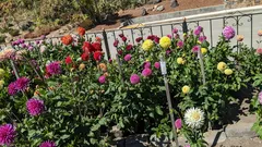 Amanti del verde scelgono fiori che sfidano la calura e stupiscono ogni estate