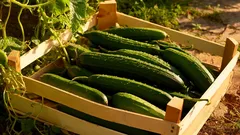 Cetrioli freschi in cassetta di legno raccolti in campo soleggiato