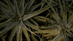 Primo piano di una pianta verde