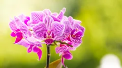 Orchidee viola con sfondo sfocato verde e giallo in natura
