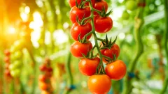 Pomodori succosi anche sotto il sole: strategie salva-raccolto in estate
