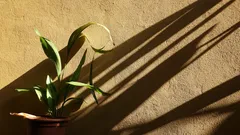 Appassionati di piante da ombra scelgono il trucco dell'acqua di patate