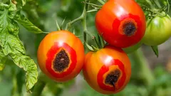 Come salvare l’orto dal nemico invisibile dei pomodori estivi