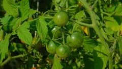 Il trucco dell’ago rende i tuoi pomodori più sani e abbondanti