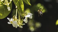 Caprifoglio: trasforma muri e balconi con un profumo serale inconfondibile