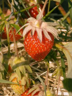 Mazzo di fragole mature che crescono su un cespuglio