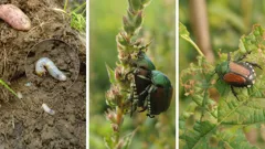 Scarabeo giapponese invade giardini: il pericolo nascosto in Lombardia e Piemonte