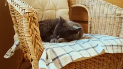 Proprietari attenti migliorano il benessere del gatto con il trasportino in estate