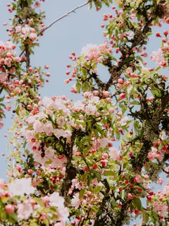 Mazetto di fiori su un albero in fiore