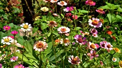 Appassionati di giardinaggio rivoluzionano l’estate con la cosmea che attira api e resiste a ogni on