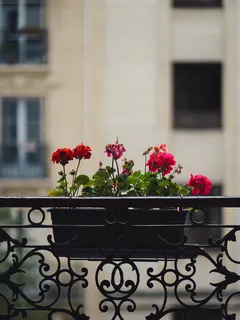 Fiori rossi vivaci su sfondo sfocato