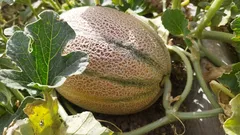 Gli orticoltori risparmiano acqua e raccolgono meloni dolci con pacciamatura e capucine