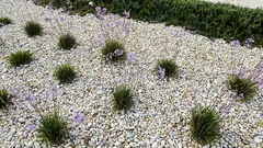 Gestisci il tuo giardino con la tecnica “innaffia ogni 10 giorni” e risparmia acqua