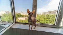 Proprietari in città scelgono solo razze canine felici in appartamento