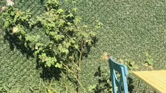 Ortolani attenti migliorano il raccolto con la potatura delle foglie di zucchine