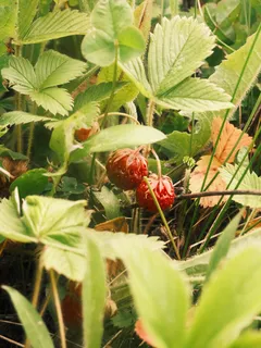 Fragole mature crescono tra il verde all'aperto