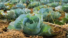 Gli orticoltori scoprono come la concimazione di luglio trasforma i cavoli