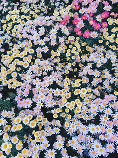 Mazzuolo di fiori colorati sull'erba verde
