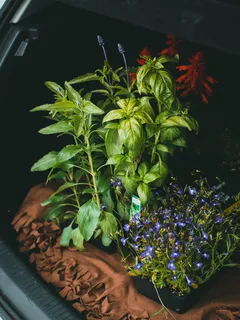 Pianta verde e viola in vaso di argilla marrone