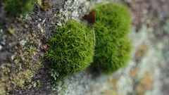 Il muschio sulle pietre rivela i veri segreti di un giardino sano
