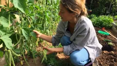 Il segreto della semina scalare per un raccolto di fagiolini irresistibili