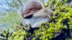 Chi ama coltivare l’orto protegge foglie e raccolto grazie agli alleati naturali