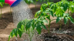 Parassiti esotici e fitopatie minacciano i nostri giardini: scopri le difese