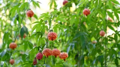 Chi coltiva frutteti protegge la raccolta estiva con teli antigrandine