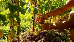 La potatura estiva del ribes moltiplica raccolti e protegge il giardino