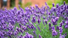 La lavanda sempre in fiore profuma e colora il tuo giardino con un semplice ingrediente segreto
