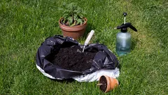 Ribes nero irresistibile: i segreti per bacche grandi e saporite